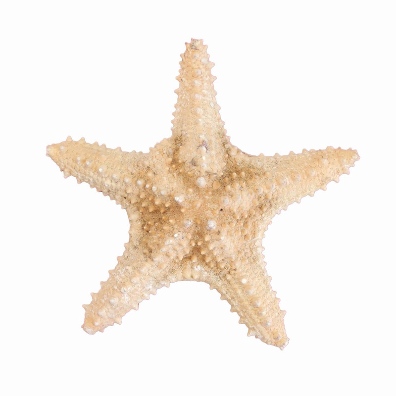 ستاره دریایی تزیینی مدل L2
