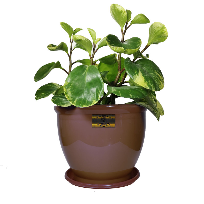 گیاه طبیعی قاشقی ابلق گلپیدو کد GP-20