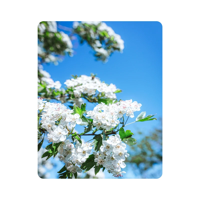 ماوس پد اطلس آبی طرح منظره شکوفه های بهاری مدل T1884