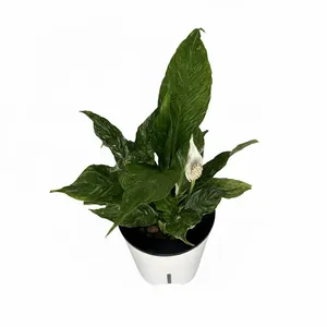 اسپاتی فیلوم گلآرون مدل هیدروپنیک p15