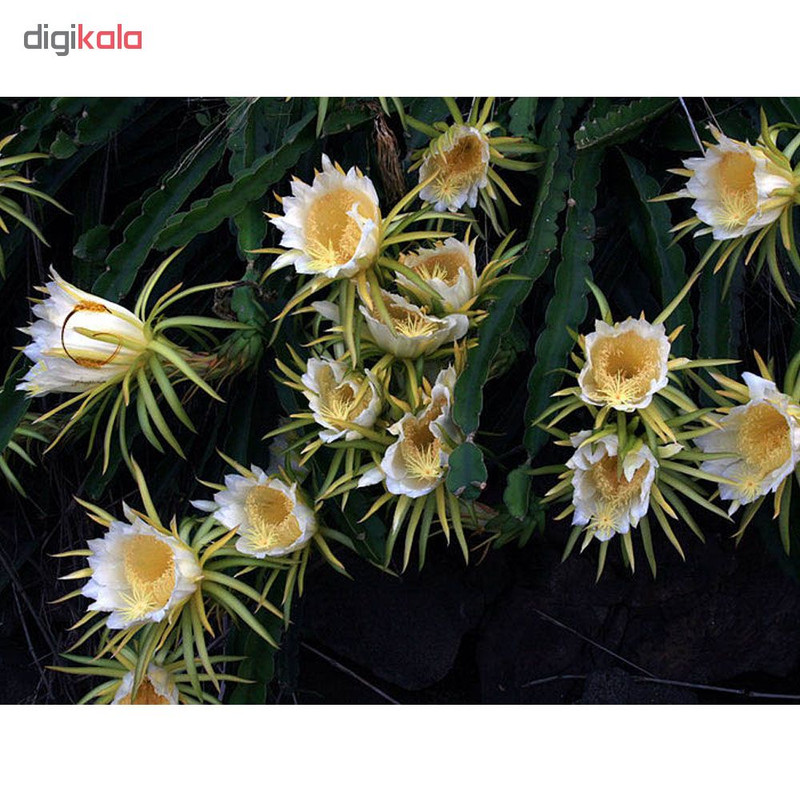 بذر میوه دراگون فروت سفید مدل 001