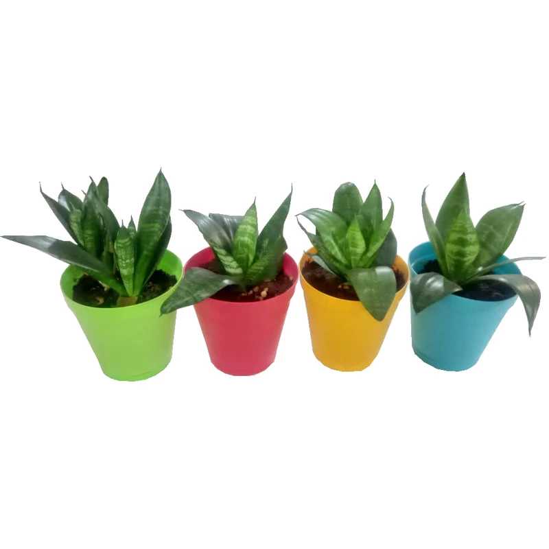 گیاه طبیعی سانسوریا مدل پاکوتاه ابلق بسته 4 عددی