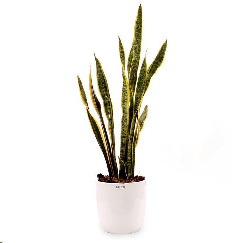 گیاه طبیعی سانسوریا گلیتال مدل GTL105 گیاه طبیعی سانسوریا گلیتال مدل GTL105