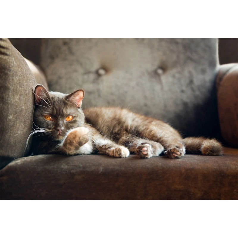 تابلو شاسی طرح گربه خوابیده روی مبل مدل T2112