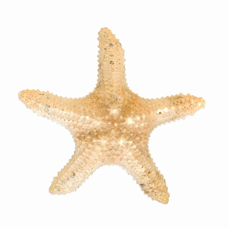 ستاره دریایی تزیینی مدل d7
