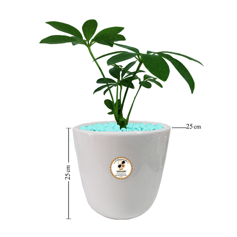 گیاه طبیعی شفلرا سبز شرکت گلباران سبز گیلان مدل GN13-4AL گیاه طبیعی شفلرا سبز شرکت گلباران سبز گیلان مدل GN13-4AL