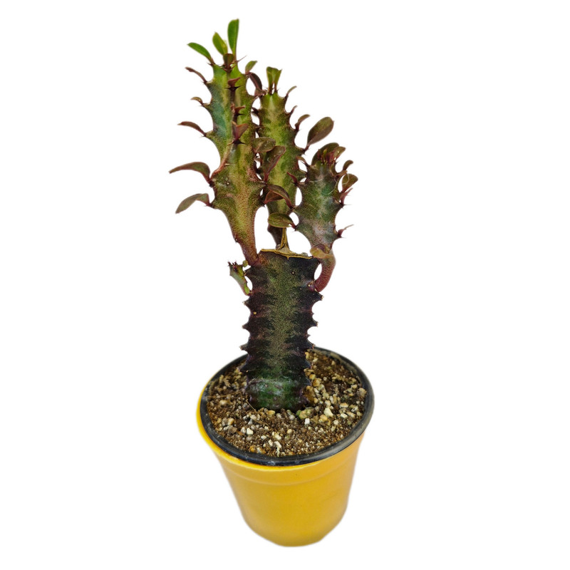 گیاه طبیعی کاکتوس افوربیا مدل 05