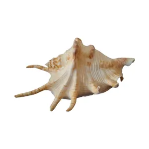 صدف تزیینی آکواریوم مدل لامبیکس