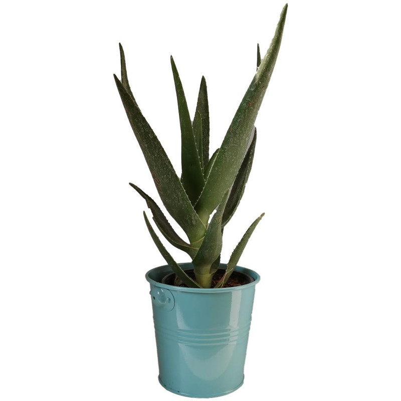 گیاه طبیعی آلوئه کد jf03