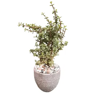 گیاه طبیعی خرفه تنه دار مدل S2