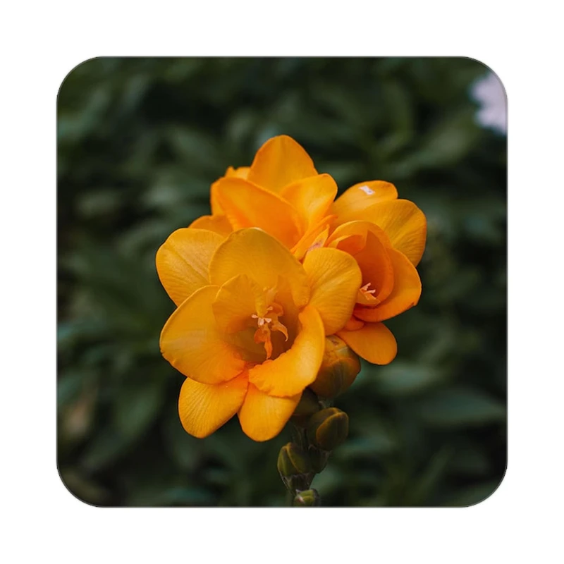 زیر لیوانی کاکتی طرح گل مدل mp18745