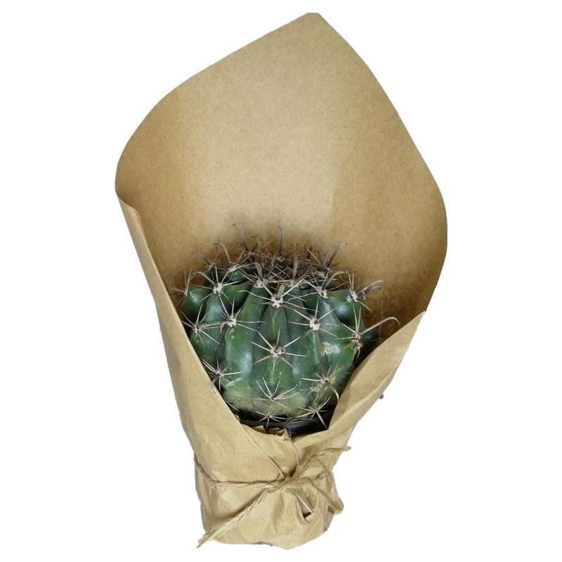 گیاه طبیعی اچینو فرو کد qq07 گیاه طبیعی اچینو فرو کد qq07