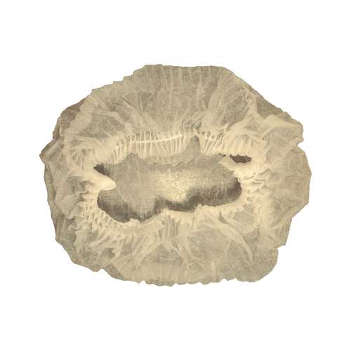 کلاه یکبار مصرف مدل آکاردئونی بسته 100 عددی