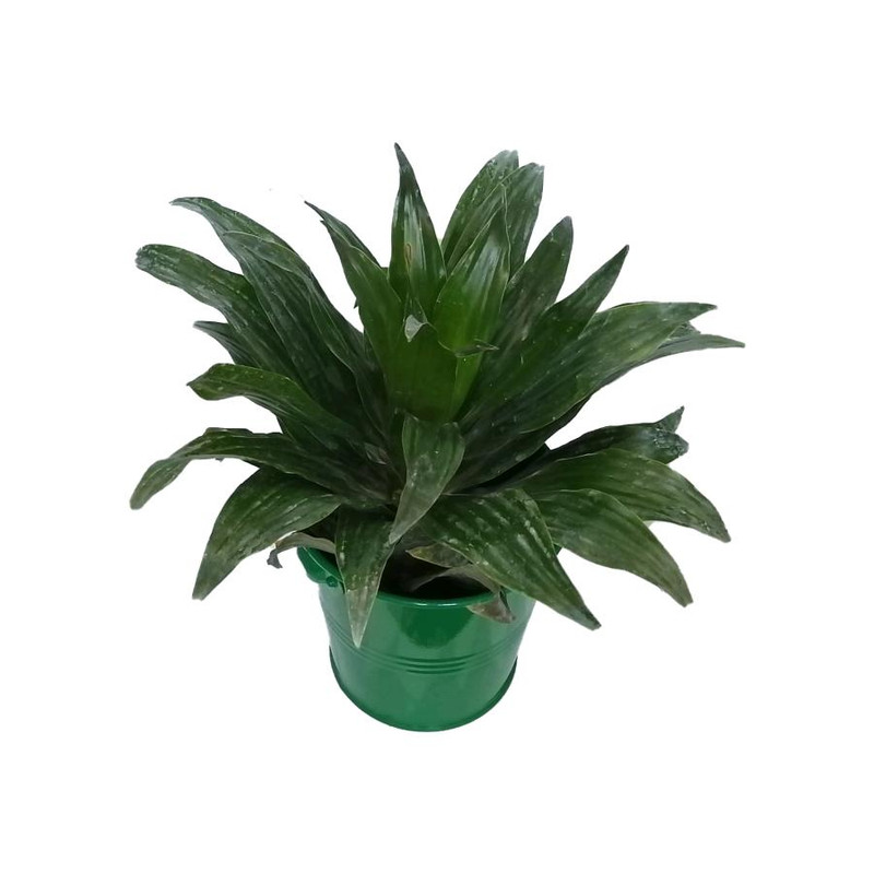 گیاه طبیعی دراسنا کامپکت کد zf04