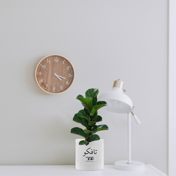 گیاه طبیعی فیکوس لیراتا آفریقایی تافکو مدل مینیاتوری کد s1