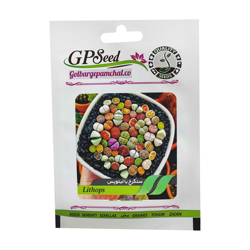 بذر ساکولنت سنگرخ یا لیتوپس گلبرگ پامچال کد GPF-187 