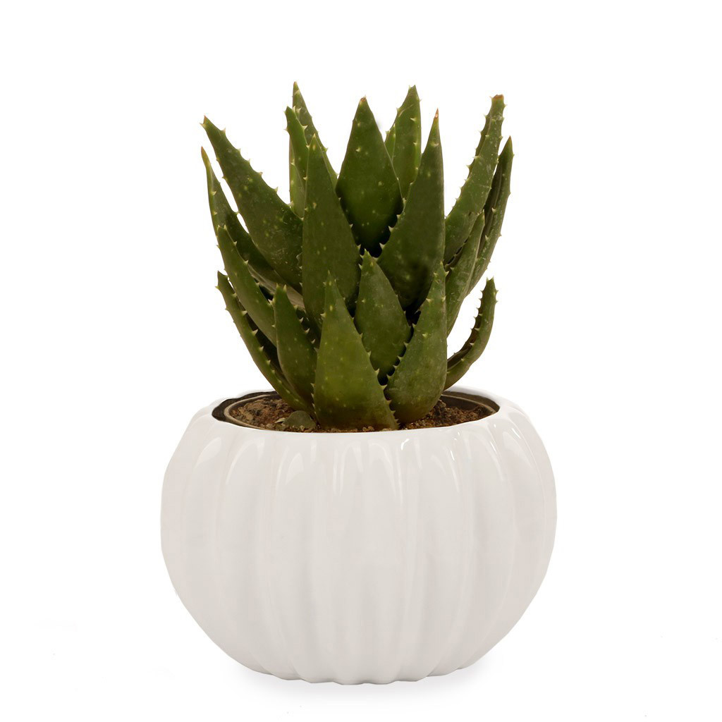 گلدان آلوئهورا گلیتال مدل GTL126 گلدان آلوئهورا گلیتال مدل GTL126