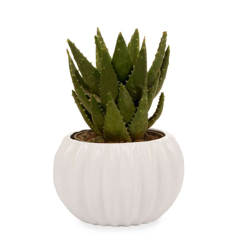 گلدان آلوئهورا گلیتال مدل GTL126 گلدان آلوئهورا گلیتال مدل GTL126