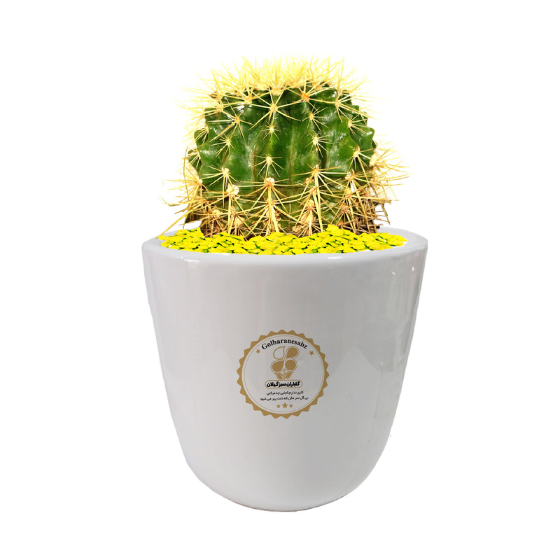 گیاه طبیعی اچینو شرکت گلباران سبز گیلان مدل GN13-28XL گیاه طبیعی اچینو شرکت گلباران سبز گیلان مدل GN13-28XL