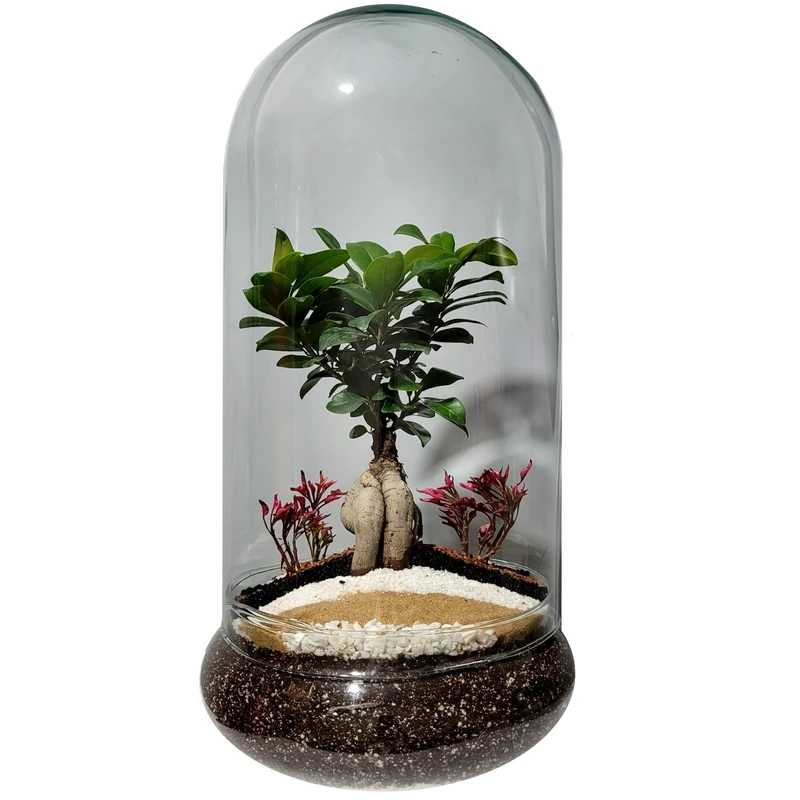 بونسای فیکوس رتوزا تراریوم  کد ۰۳