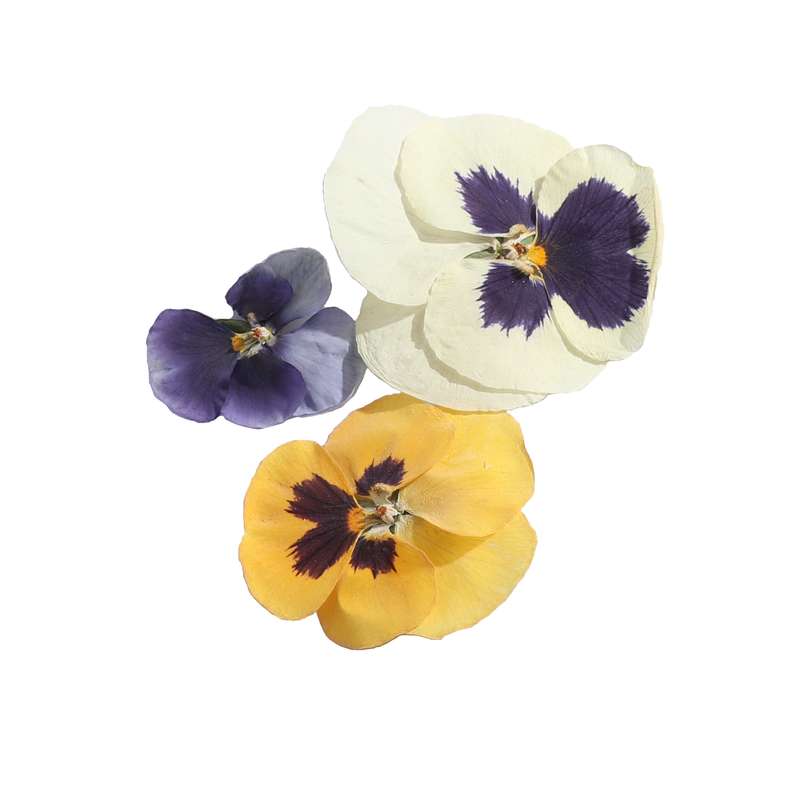 گل خشک مدل رزین اپوکسی بنفشه مجموعه 3 عددی