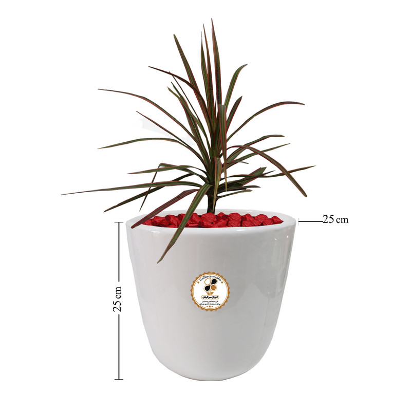 گیاه طبیعی دراسنا قرمز شرکت گلباران سبز گیلان مدل GN12-17AL گیاه طبیعی دراسنا قرمز شرکت گلباران سبز گیلان مدل GN12-17AL