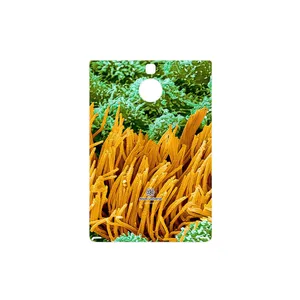 MAHOOT Atom Universe 6 Cover Sticker for BlackBerry Passport Silver Edition