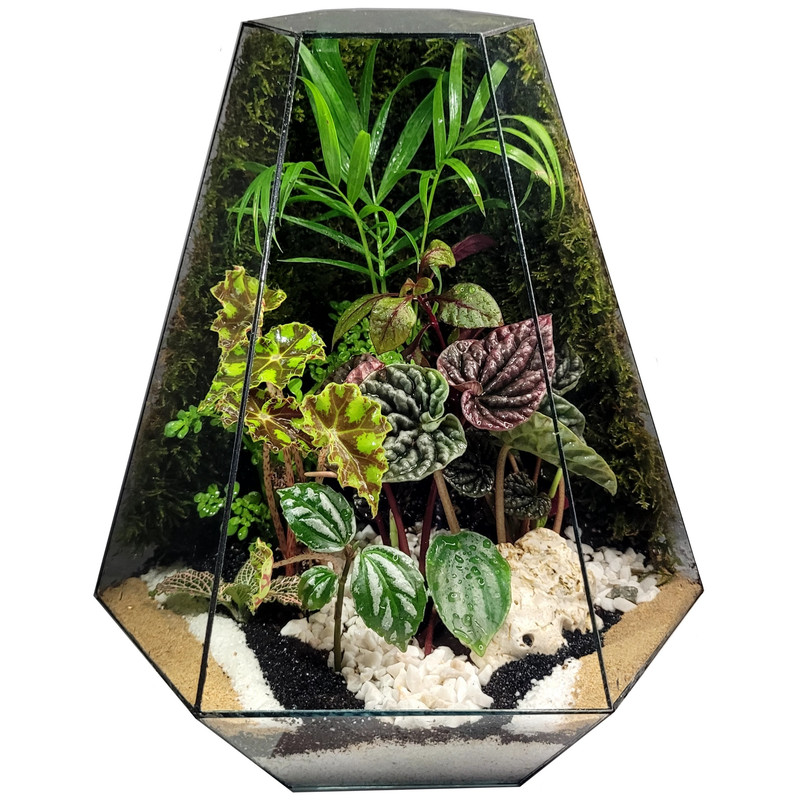 گیاه طبیعی تراریوم مدل رویال سرکج کد 03