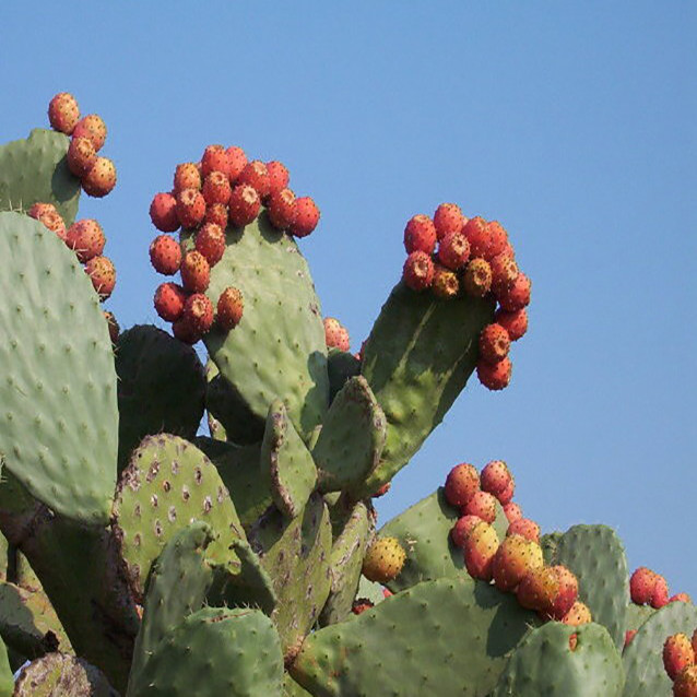 بذر میوه اپونتیا فیکوس اینریکا وانیا سید مدل V44