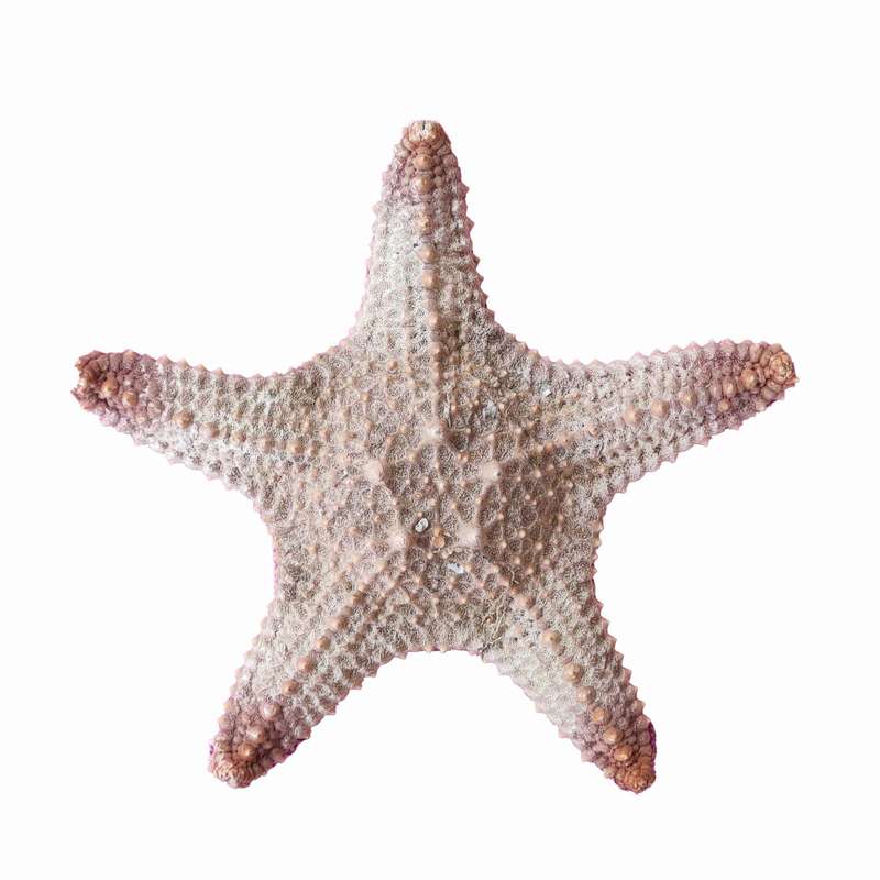 ستاره دریایی تزیینی مدل v26