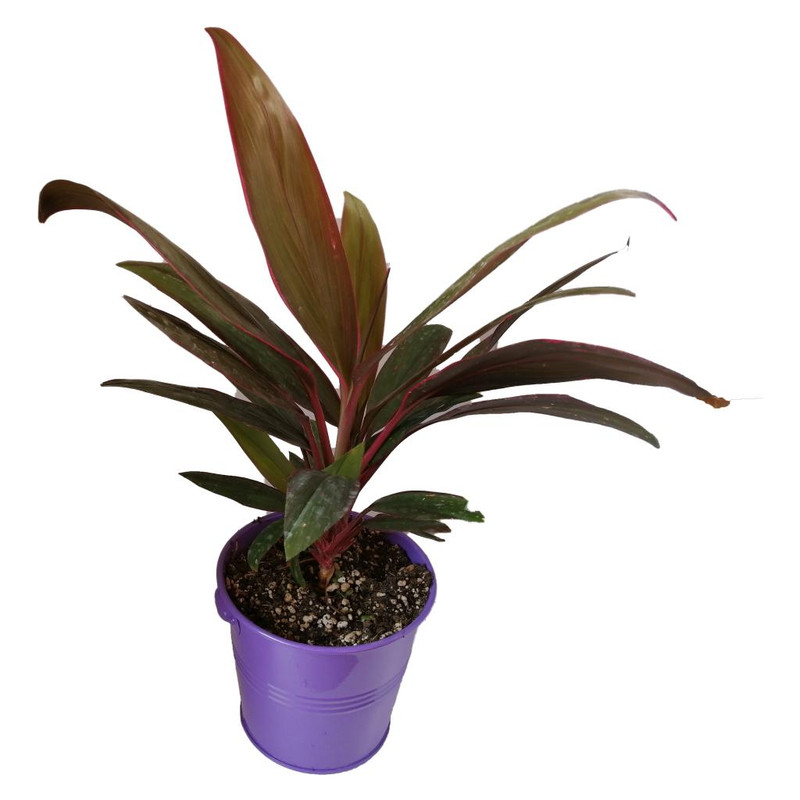 گیاه طبیعی کردلین کد uf05