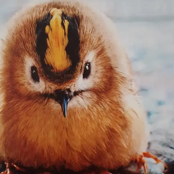 مجله KOMPAKT ژوئن 2019