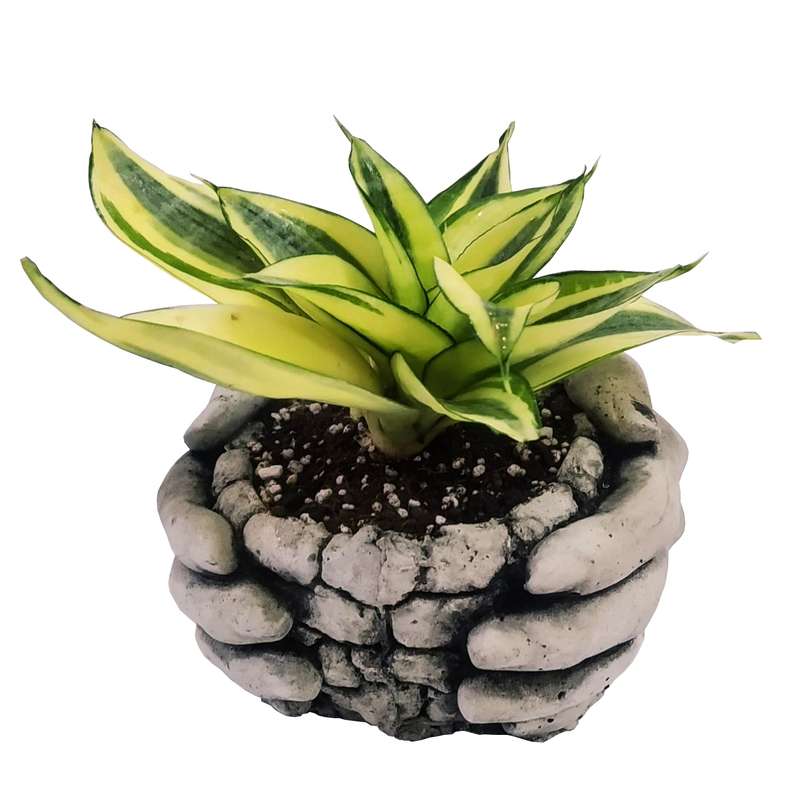 گیاه طبیعی سانسوریا گلدن هانی مدل C-19 گیاه طبیعی سانسوریا گلدن هانی مدل C-19