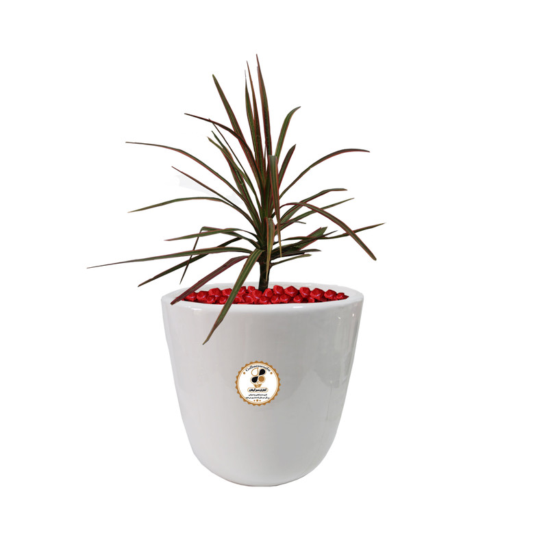 گیاه طبیعی دراسنا قرمز شرکت گلباران سبز گیلان مدل GN12-17AM