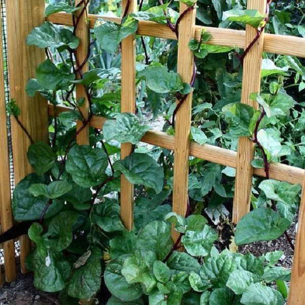 بذر اسفناج مالابار رونده قرمز جی پی سید مدل GP3107 بذر اسفناج مالابار رونده قرمز جی پی سید مدل GP3107