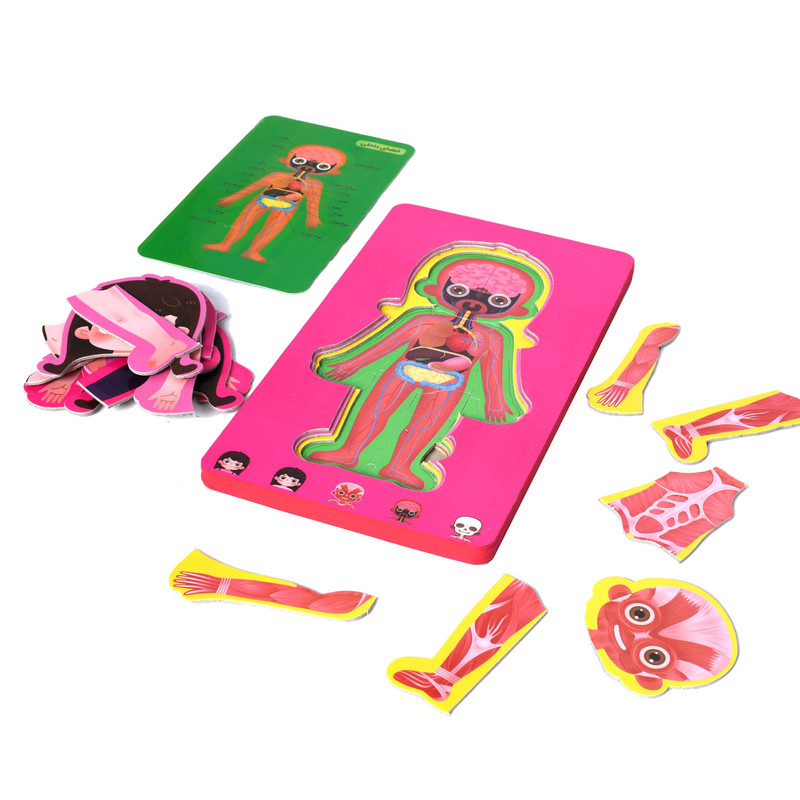 پازل آموزشی مدل  اعضای بدن دخترانه