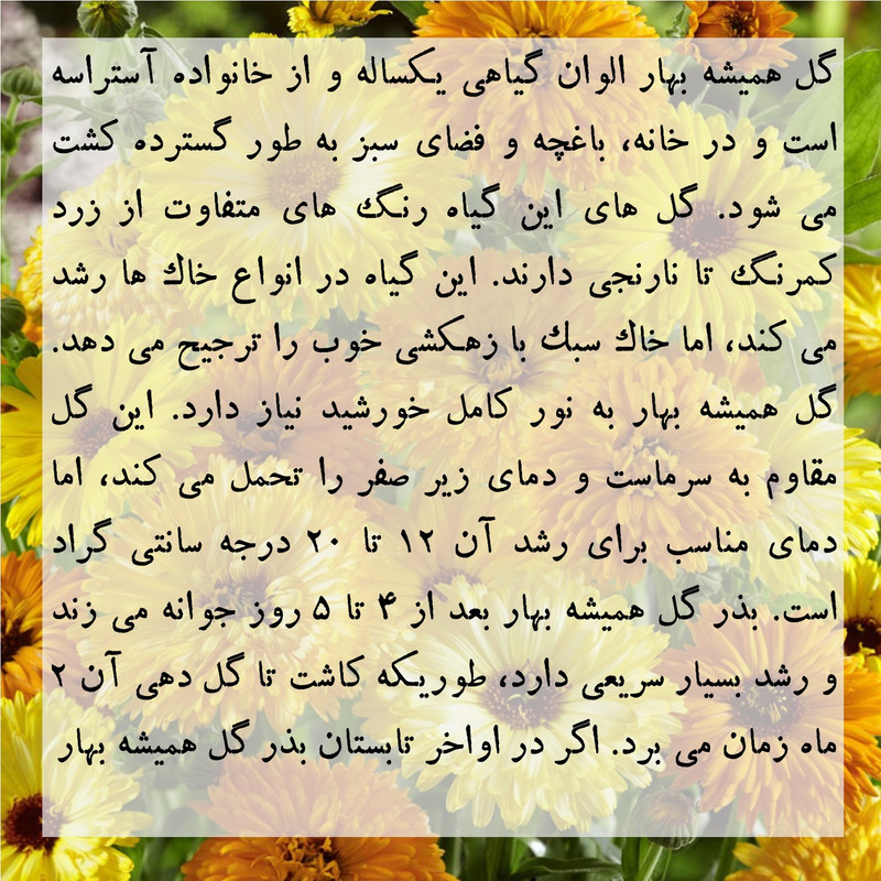 بذر گل همیشه بهار الوان گرین سیدز کد 260