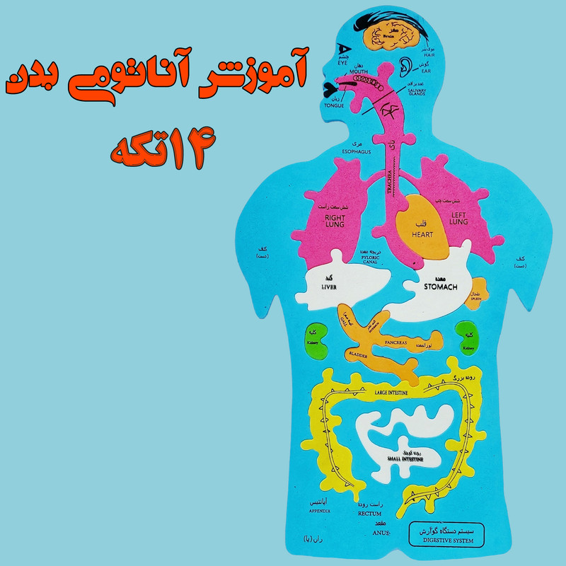 بازی آموزشی آسیا مدل آناتومی بدن