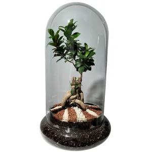 بونسای فیکوس رتوزا تراریوم  کد ۰۸