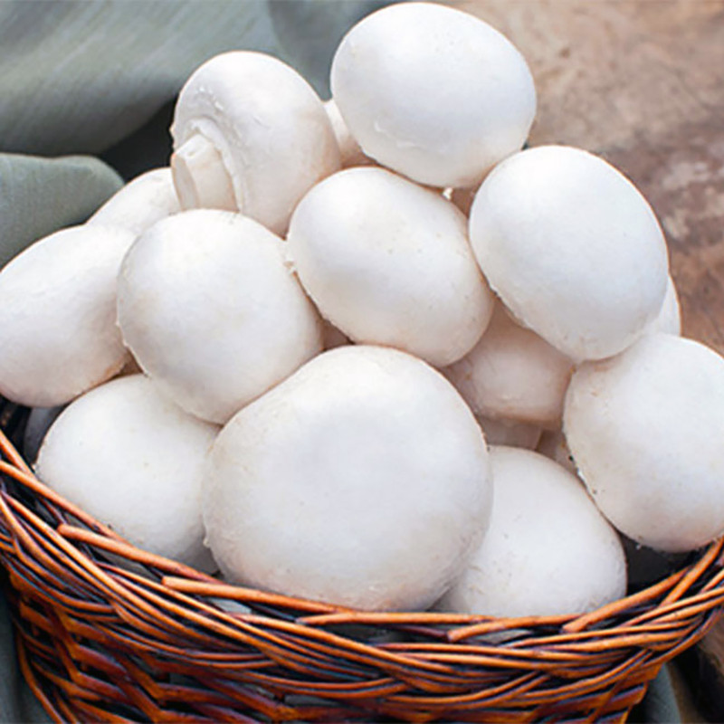 بذر قارچ دکمه ای سفید مدل 05