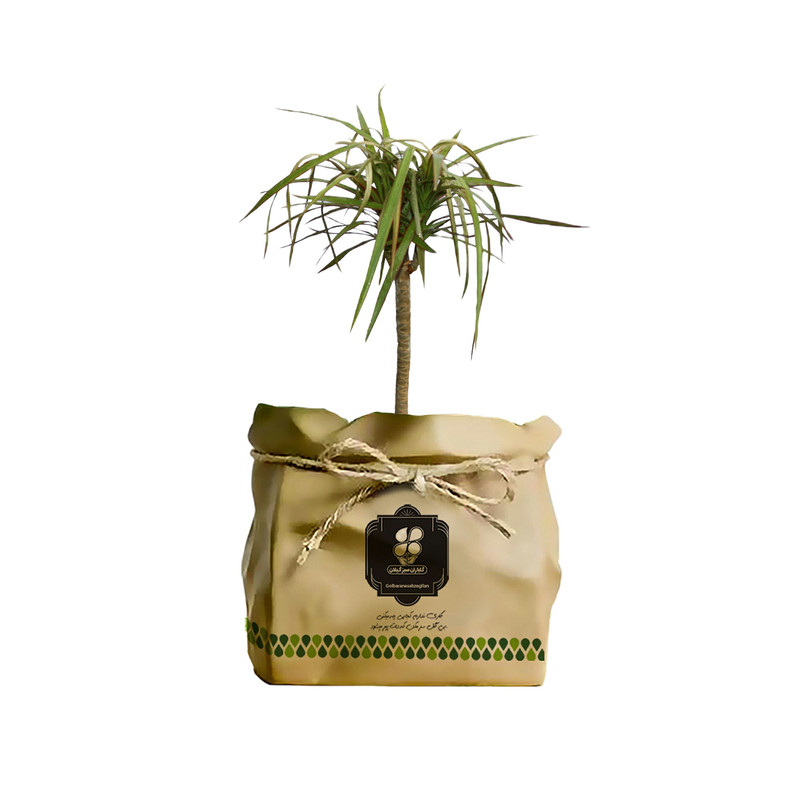 گیاه طبیعی دراسنا ابلق شرکت گلباران سبز گیلان مدل GN12-17BK گیاه طبیعی دراسنا ابلق شرکت گلباران سبز گیلان مدل GN12-17BK