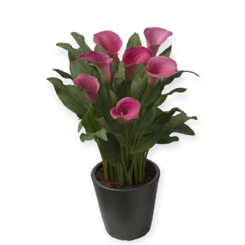 گیاه طبیعی  شیپوری مدل M42