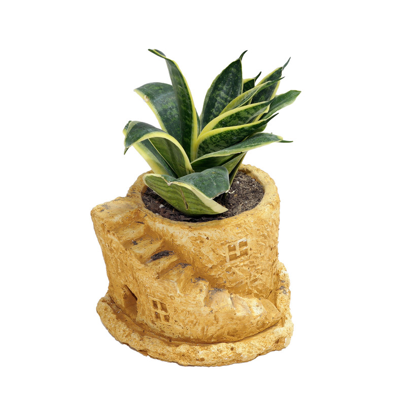 گیاه طبیعی سانسوریا ابلق کد G2