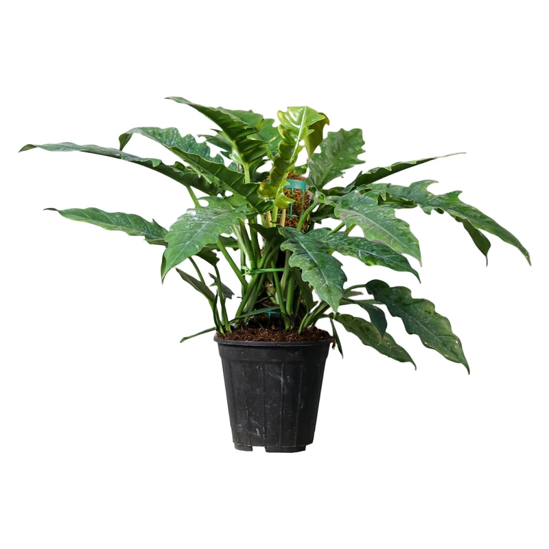 گیاه طبیعی فیلودندرون کنگره ای مدل 01