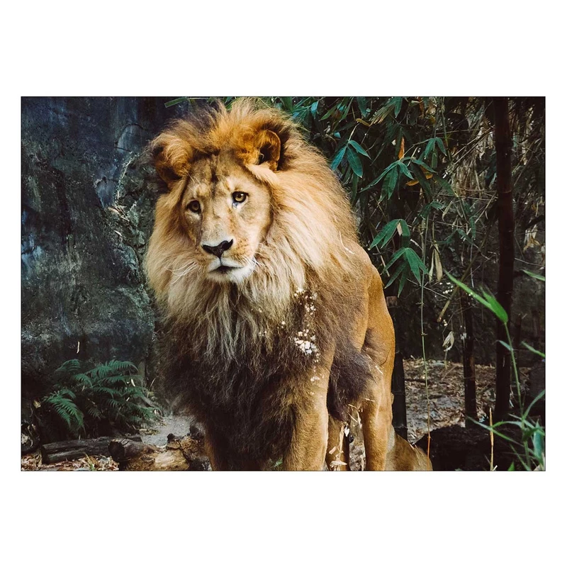 تابلو شاسی ونسونی طرح Depressed Lion سایز 50 × 70 سانتی متر