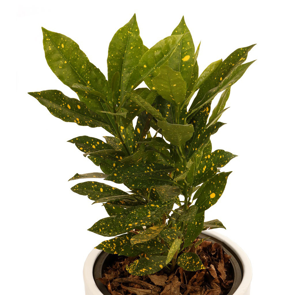 گیاه طبیعی آکوبا ژاپنی گلیتال مدل 05 گیاه طبیعی آکوبا ژاپنی گلیتال مدل 05