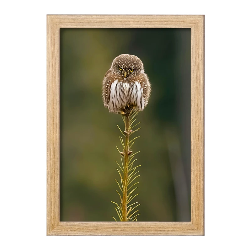 تابلو خندالو مدل جغد کد F8871