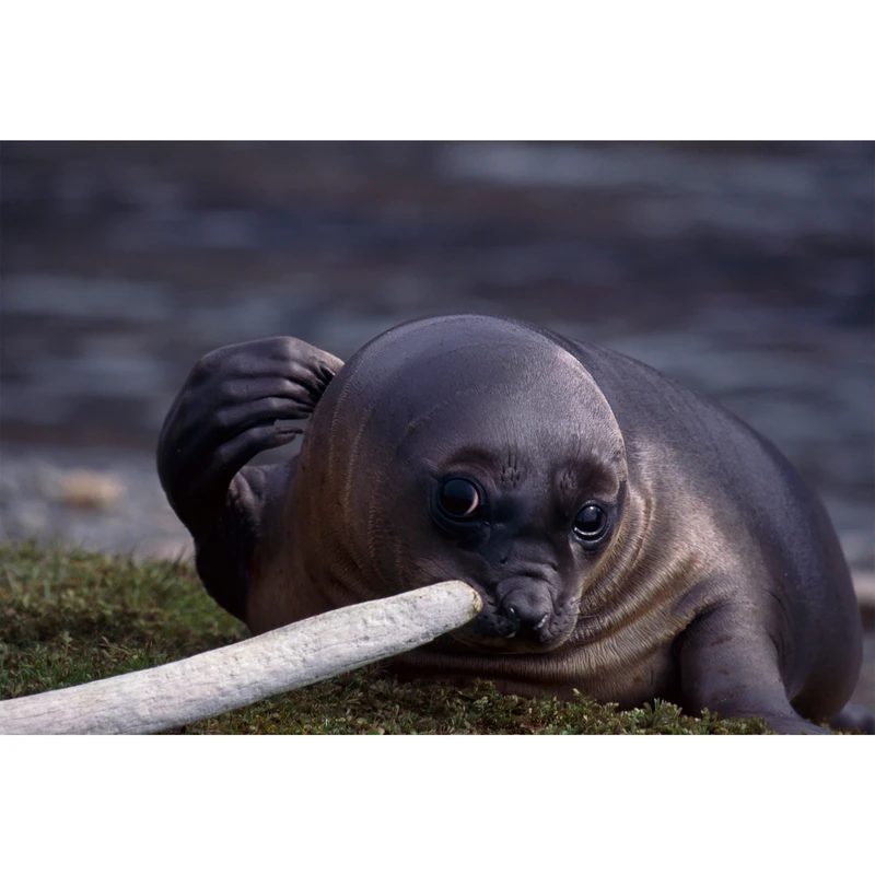 تابلو شاسی طرح شیر دریایی مدل T2071