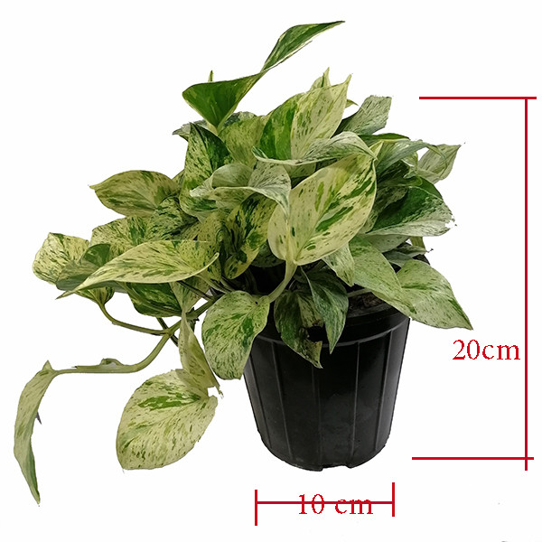 گیاه طبیعی پوتوس مدل 5161884 گیاه طبیعی پوتوس مدل 5161884
