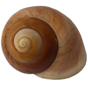 صدف تزیینی مدل حلزونی RS525